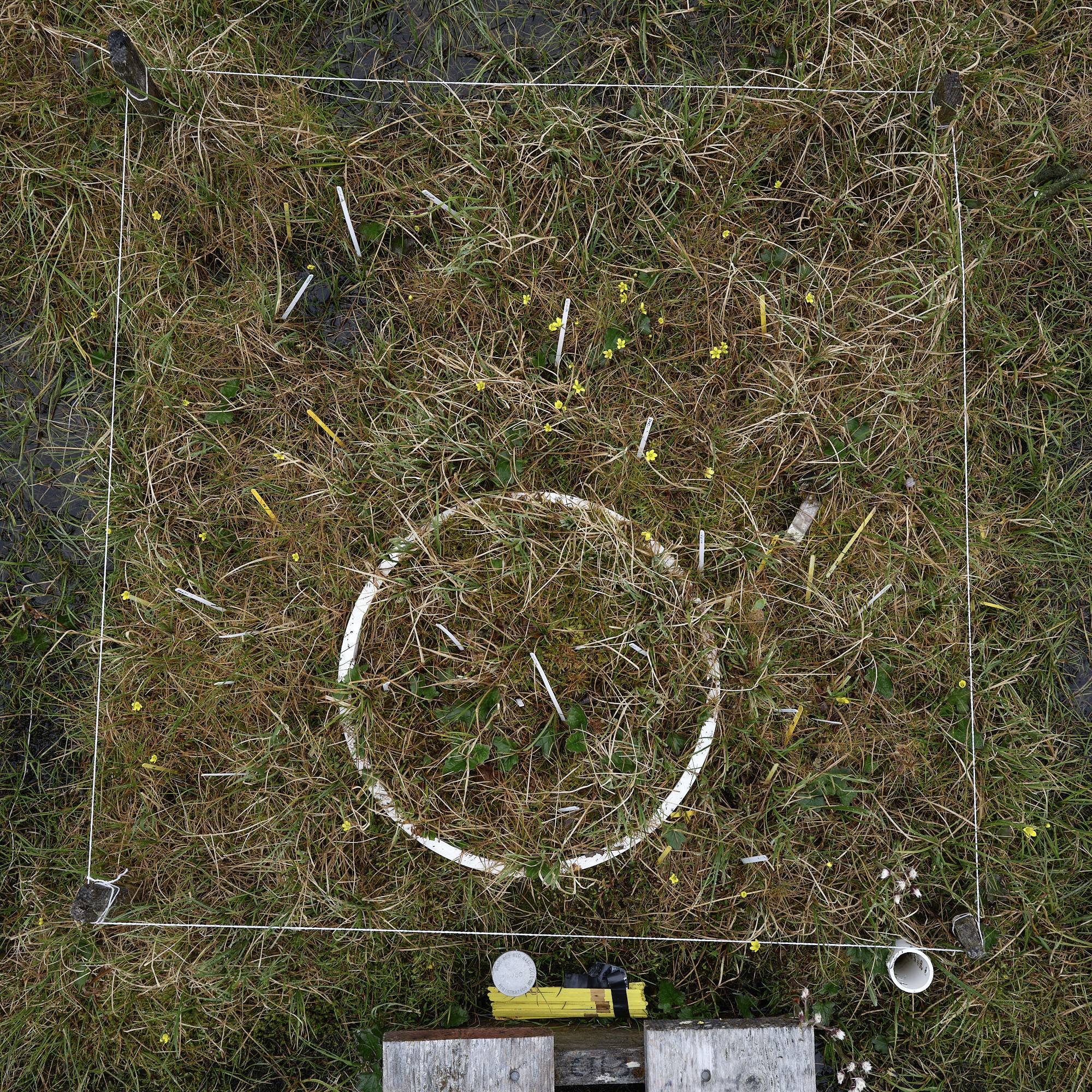 flower counts at a wet site plot. a plot of plants bordered with a square of string